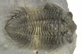 Multi-Toned Coltraneia Trilobite Fossil - Top Quality Specimen #254767-1